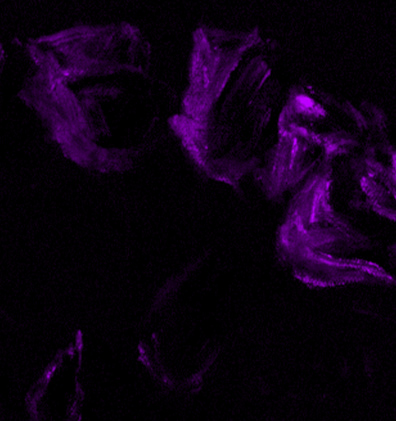 紅玫瑰由鎘紅（硒、鎘）打底