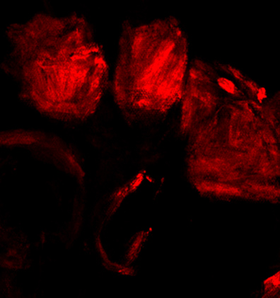 硃砂（硫化汞）描繪細節